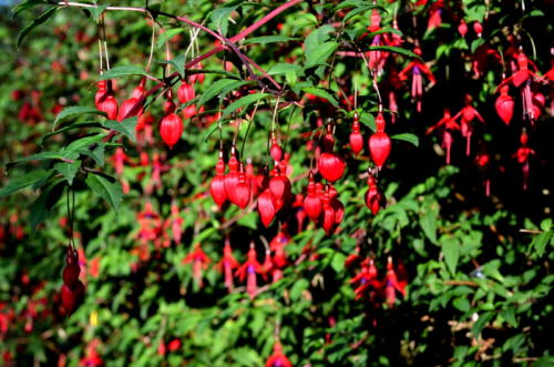 Iona fuschia